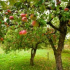 Jak krmit ovocné stromy na podzim po sklizni